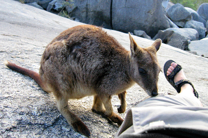 FNQ