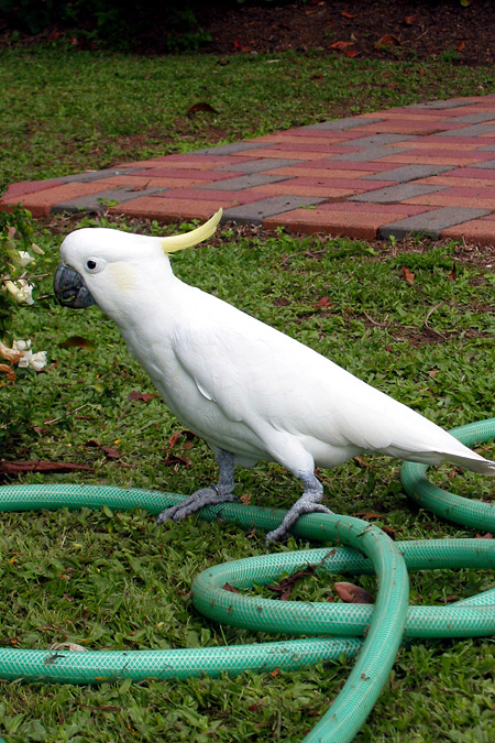 FNQ