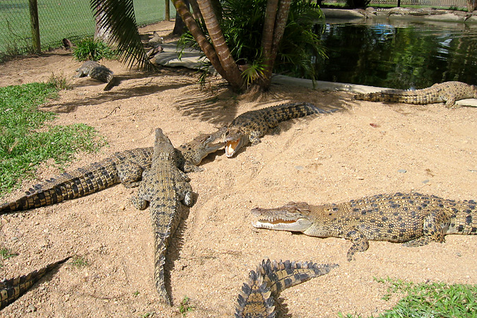 FNQ