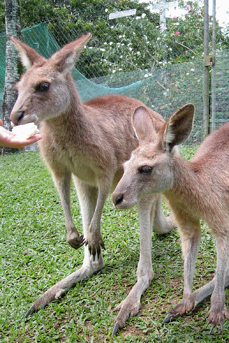 FNQ