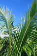 FIJI