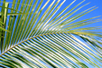 Fiji