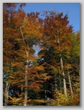 trees