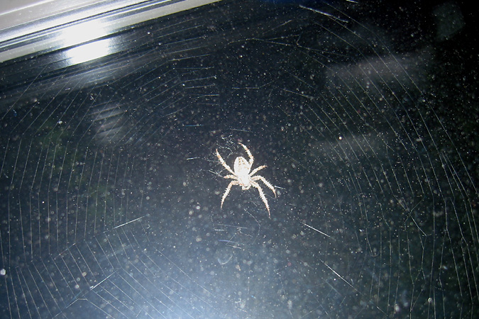 Spinne