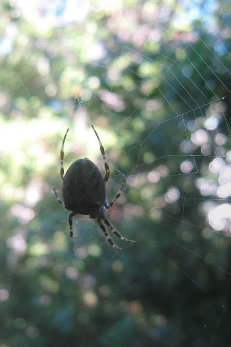 Spinne