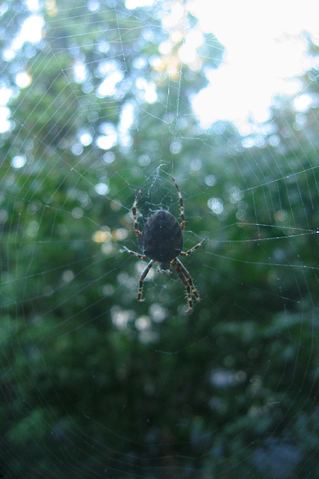 Spinne