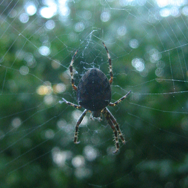 Spinne