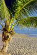 palms